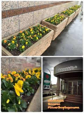 ビオラ植えてきました＠Spring ver.｜「花のスガヌマ」　（北海道日高郡新ひだか町の花キューピット加盟店 花屋）のブログ