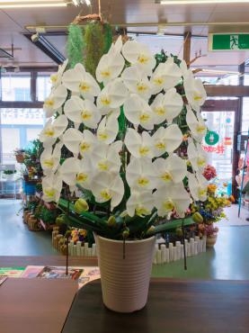 胡蝶蘭３本立て「花のスガヌマ」（北海道日高郡新ひだか町の花屋）のギャラリー写真